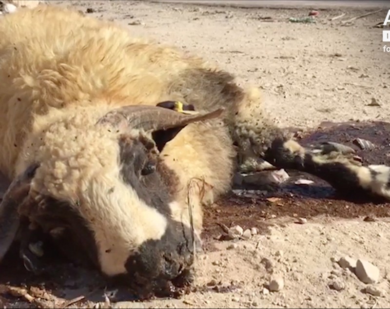 VIDEO/ Animale chinuite. Oile din România, tăiate pe stradă, în Iordania. Australia a oprit exportul către Iordania tocmai din cauza asta