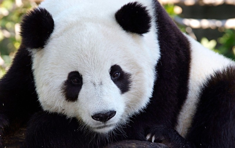 O grădină zoologică din Finlanda trimite doi urși panda înapoi în China, dând vina pe inflație 