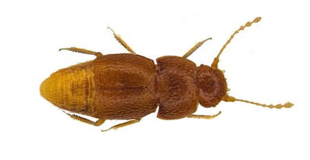 Insecta se poartă numele activistei suedeze / foto: Michael Darby / Natural History Museum