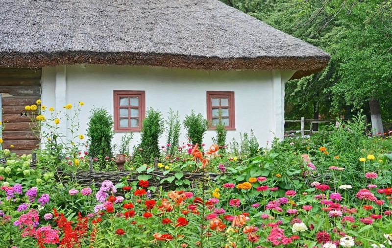 Secretele succesului în cultivarea florilor din semințe