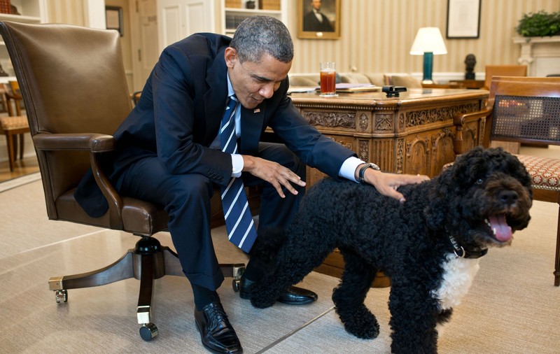 Bo, unul dintre câinii familiei Obama, a murit. Barack Obama: „Ne va fi tare dor de el”