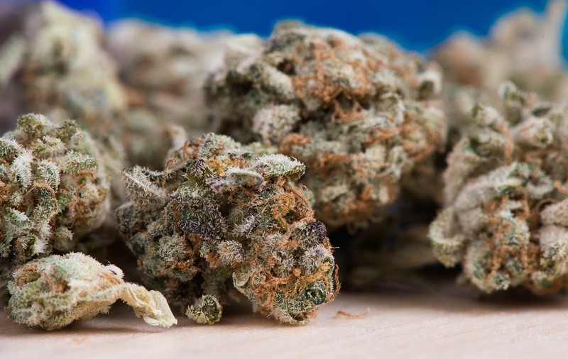 Africa va deveni principalul producător de canabis în scop medicinal; UE, principala piață de desfacere