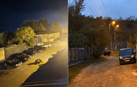 Ursul care a dat fiori localnicilor, lângă Castelul Corvinilor. A coborât în Hunedoara, pe urmele lupului din primăvară