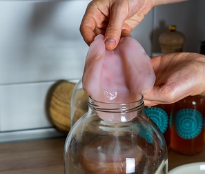 Ciuperca de ceai Kombucha