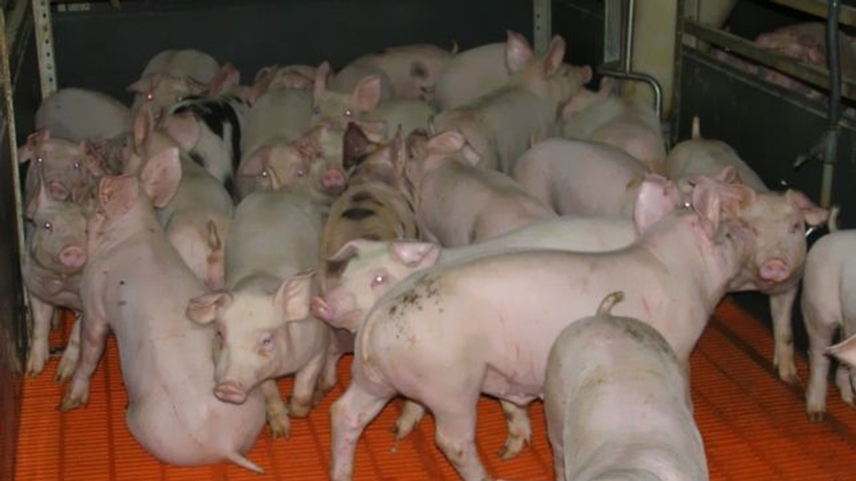 Câteva zeci de porci "santinelă" au fost duși în Balta Brăilei, ca să se vadă dacă a dispărut virusul pestei porcine