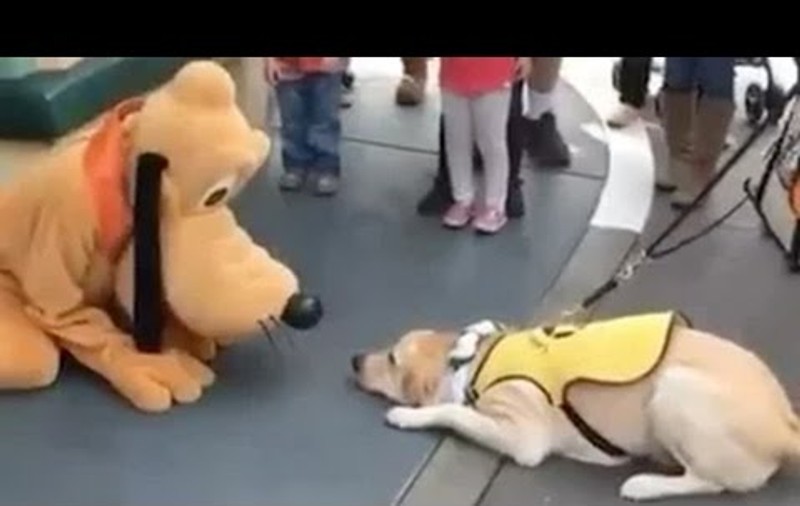 Aww! Cum reacționează un cățel când se întâlnește cu PLUTO din desenele animate