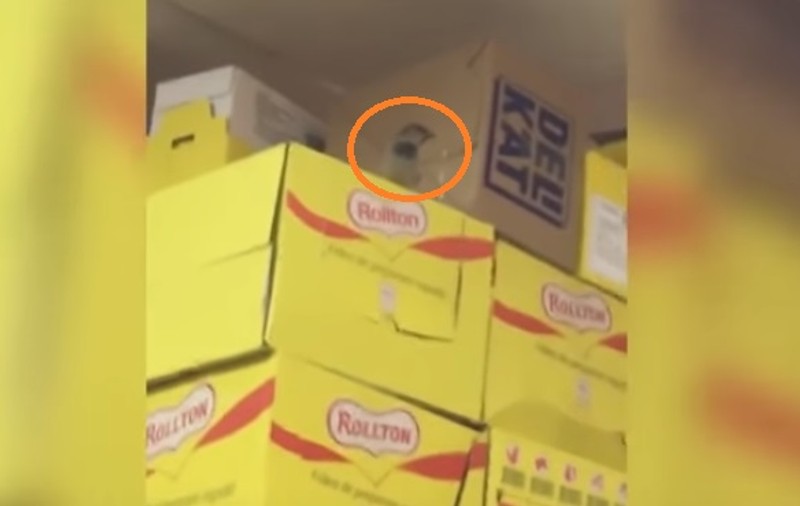 VIDEO | Mai multe păsări au fost filmate în timp ce zburau nestingherite printre rafturile dintr-un supermarket. Reacția incredibilă a vânzătoarei
