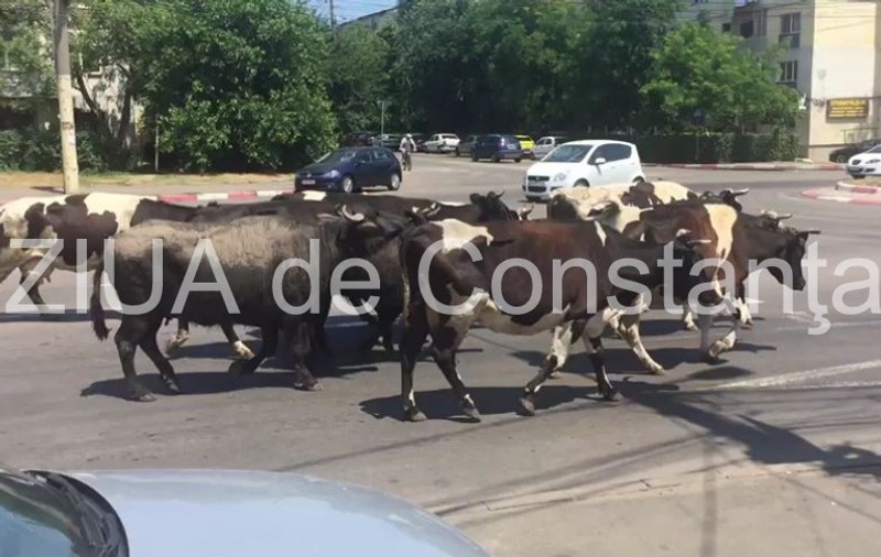 Zeci de vaci s-au plimbat pe un bulevard din Constanța. Cozi de mașini, formate pe mai mulți kilometri din cauza animalelor / VIDEO