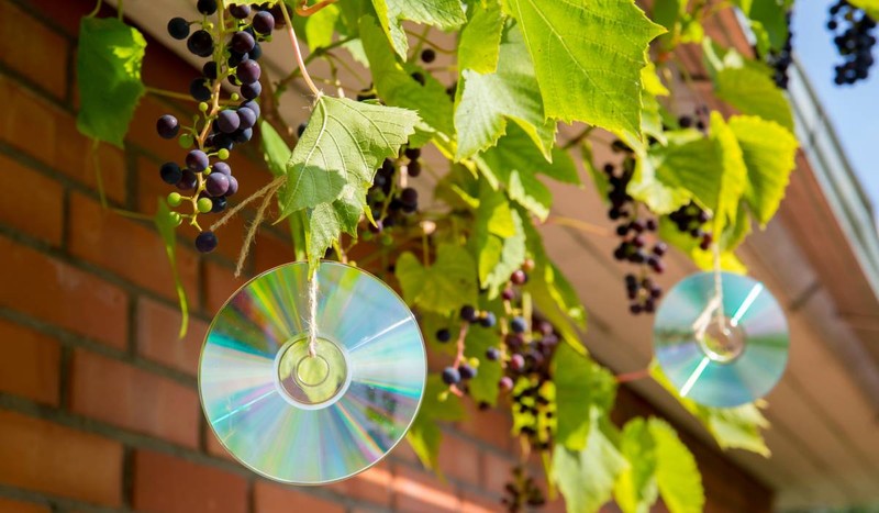 CD-urile pot fi un repelent reflectorizant pentru păsări, făcut în casă. Păsările sunt speriate și nu mănâncă fructele de pădure. Foto: Shutterstock