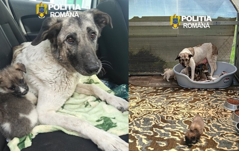 Amendă usturătoare de 12.000 de lei la Iași, pentru un bărbat care a abandonat o cățelușă cu șase pui pe marginea drumului