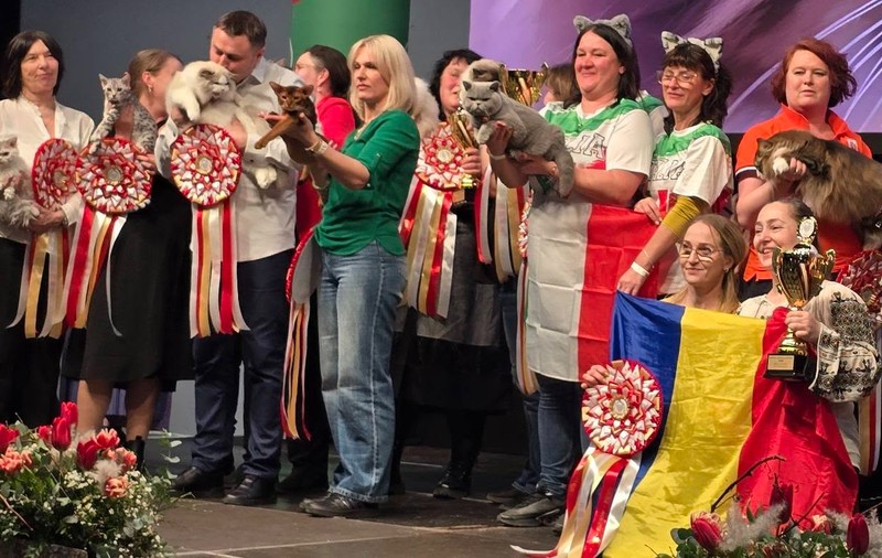 Kira Kiralina, pisica din România care a fost desemnată cea mai frumoasă din Europa. Cum arată „ursoaica din Bucovina”