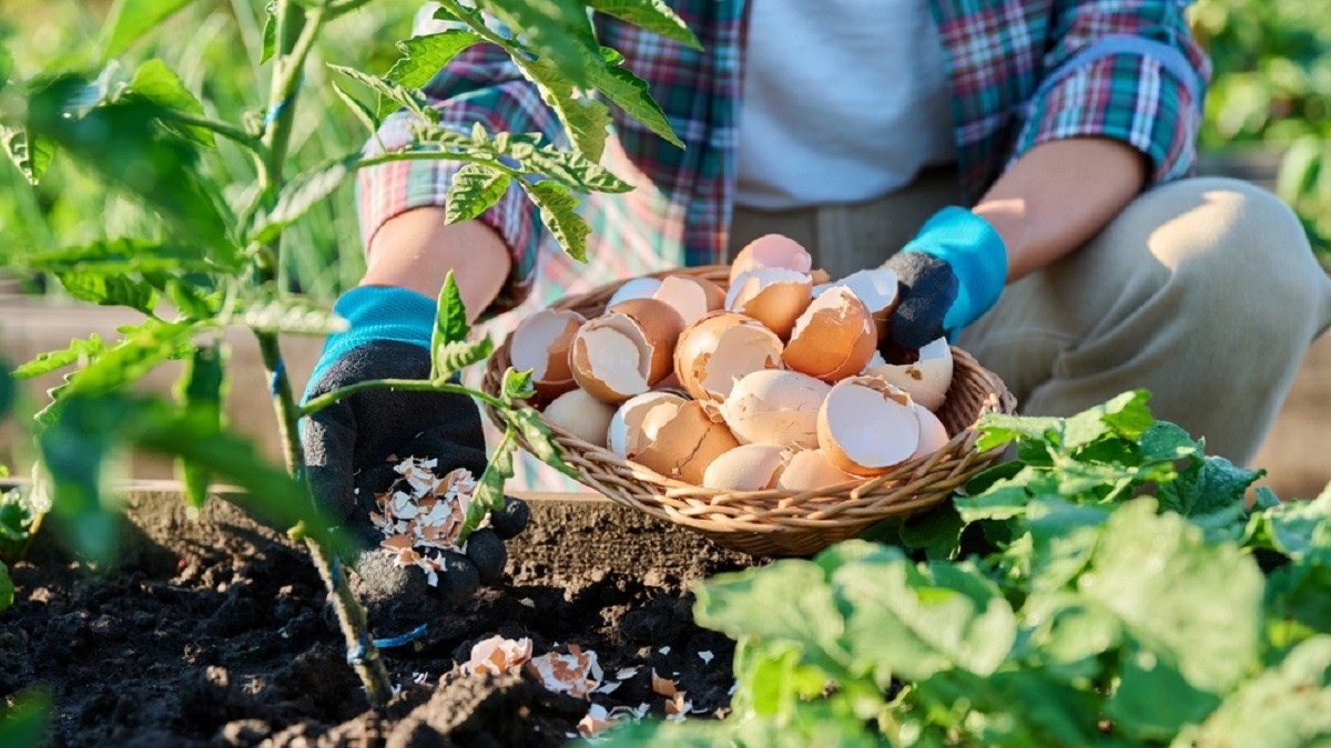 Cele mai bune îngrășăminte naturale - Cele mai bune îngrășăminte naturale – Un bărbat fertilizează plantele de roșii cu coji de ouă