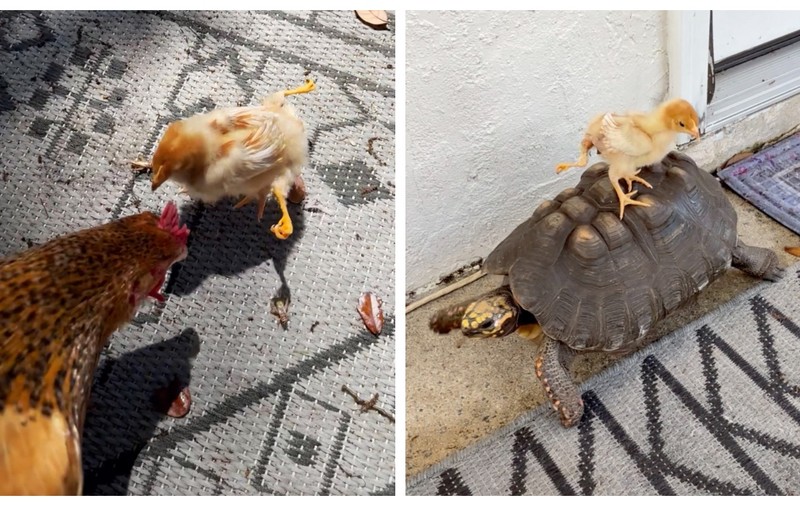 Quadzilla, găina cu 4 picioare: „Ce bullying, e șefa curții”