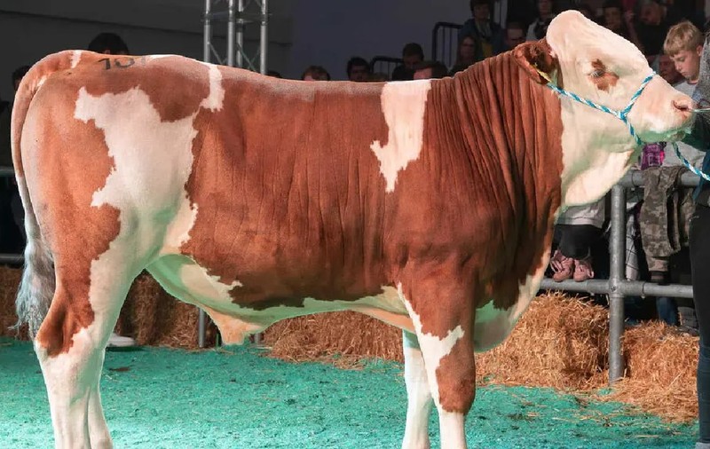 Un taur s-a vândut pentru aproape 150.000 de euro. Ce-l face atât de special
