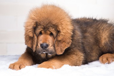 Rase de câini populare în lume - Mastiff
