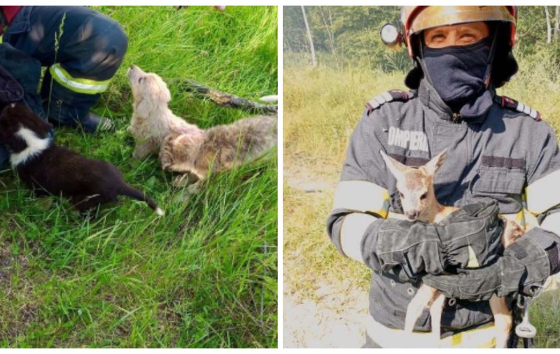 „Ziua animalelor” pentru pompierii din Argeș: căprioară salvată din flăcări, căței scoși din bazin și o pisicuță coborâtă din copac