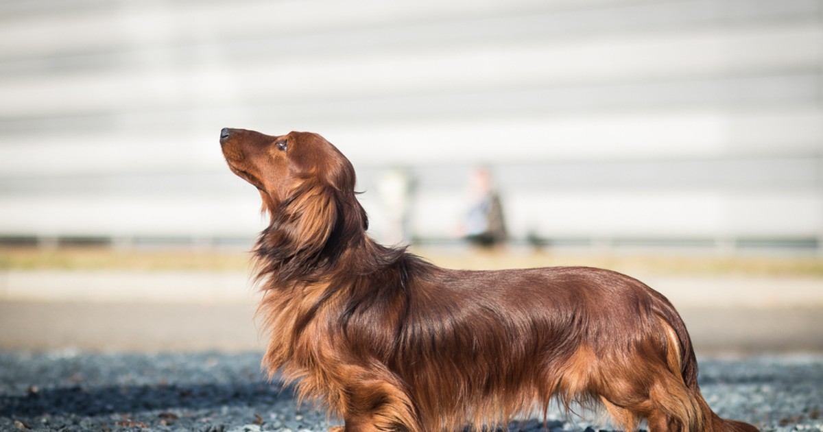 Rasa Dachshund - personalitatea celui mai cunoscut câine de vânătoare