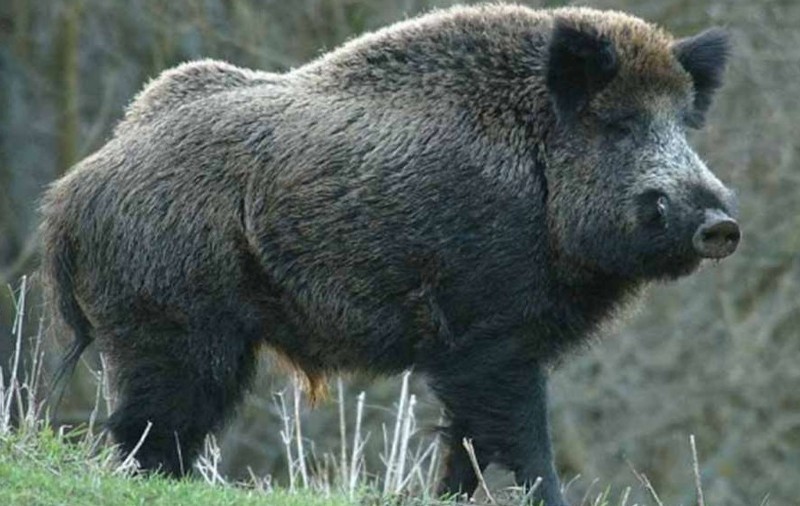 Un mistreț cu pestă porcină eutanasiat a fost plimbat două județe. L-au ucis în Sălaj, dar l-au ars în Cluj. S-a declanșat o anchetă