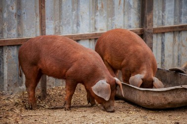 Cum arată porcii din rasa Duroc - Sursă foto: Shutterstock