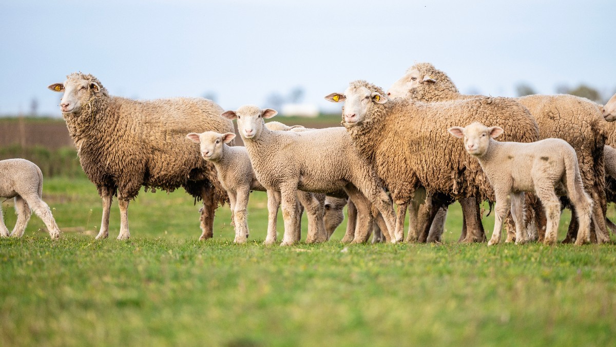 Exporturile de ovine și caprine din România, suspendate începând cu 17 iunie din cauza focarelor de variolă ovină și pestă a micilor rumegătoare, ar putea fi reluate. Sursă foto Shutterstock