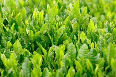 Frunze de ceai verde