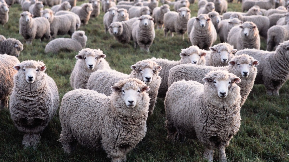 4 decembrie 2020, Canterbury, Noua Zeelandă: O turmă de oi Merino într-o pășune de pe o fermă din apropierea orașului Christchurch, Noua Zeelandă.