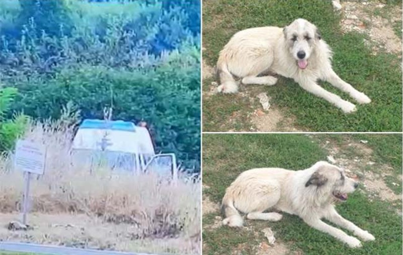 Veterinar surprins când abandonează un câine, pe un câmp de lângă Timișoara. A fost amendat de polițiști și pus să-l recupereze