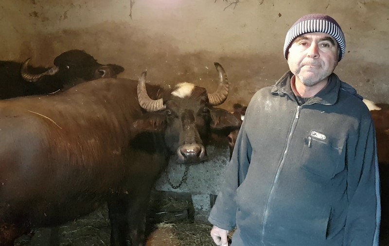 Ultimii ”dresori” de bivoli din Hulubești.”Bivolița nu își dă laptele oricui, iar dacă se înfurie...”