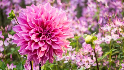 Dalii plantare și îngrijire