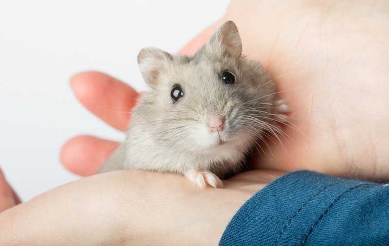 Hamster - lucruri surprinzătoare și curiozități despre acest mic animal