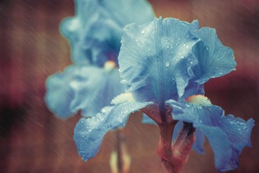 Iris albastru