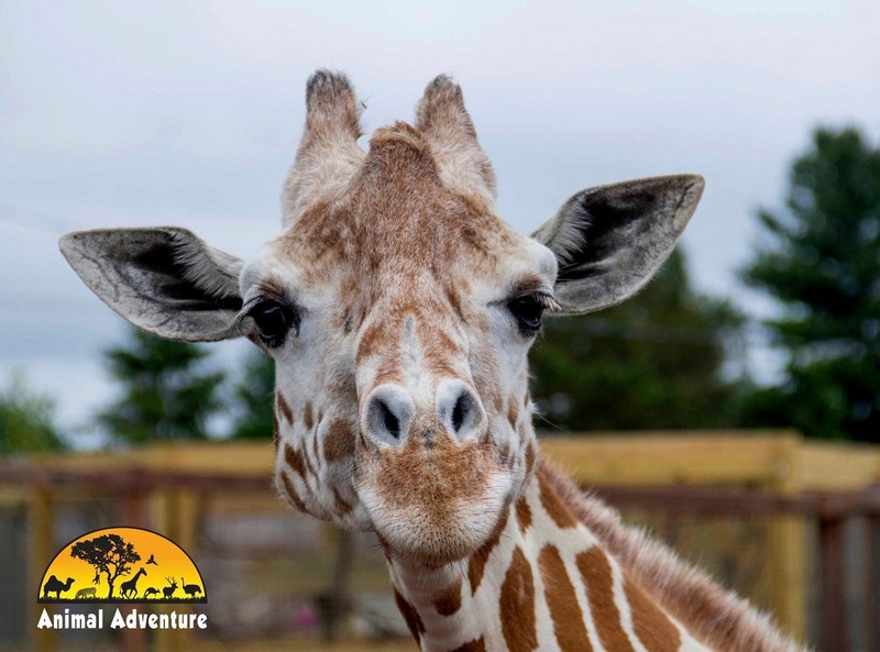 April, în parcul de animale unde a trăit în ultimii 6 ani. Foto: Facebook.com/AnimalAdventurePark