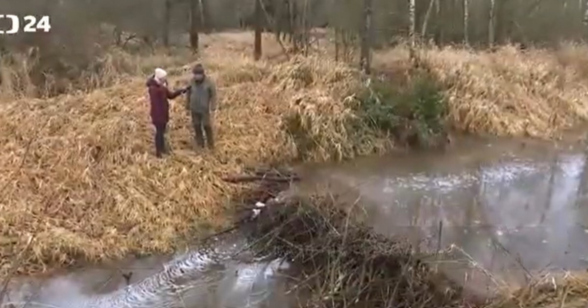 Imagine cu barajul construit de castorii din Cehia.
