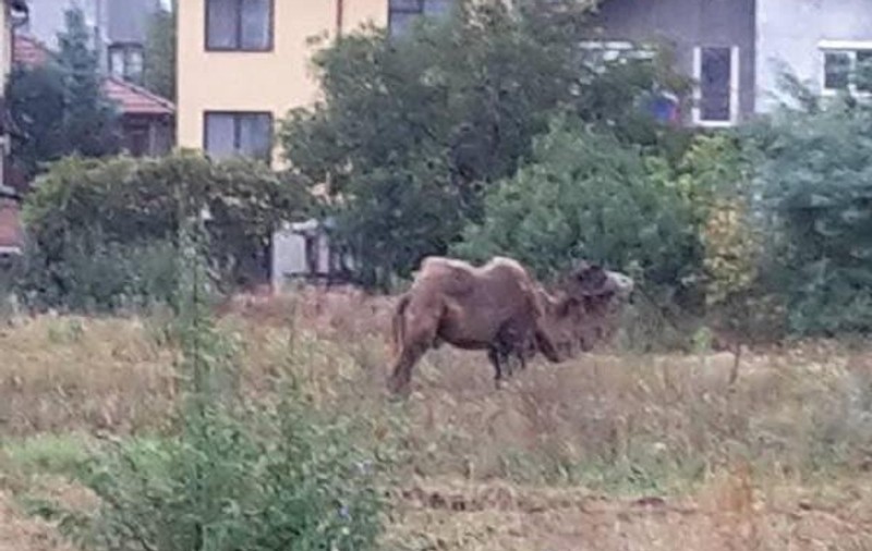 Calul din Sibiu priponit de polițiști la secție a fost revendicat | O cămilă paște între blocuri la Cluj