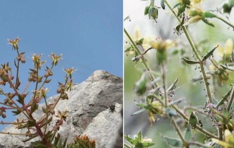 Teoria lui Darwin despre o plantă carnivoră a fost confirmată după 150 de ani. Sursă foto: nature.com.