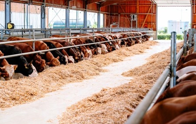 Frații Doroftei își extind investițiile în agricultură. Valoarea fermelor deținute a ajuns la 30 de milioane de euro