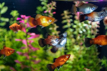Pești de acvariu Platy
