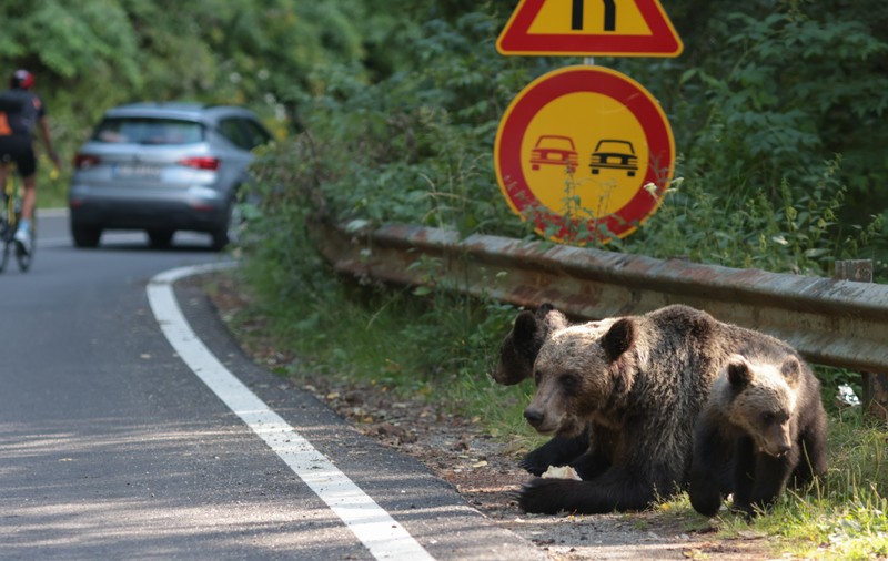 Turiştii care hrănesc urşii de pe Transfăgărăşan vor fi amendaţi de două ori
