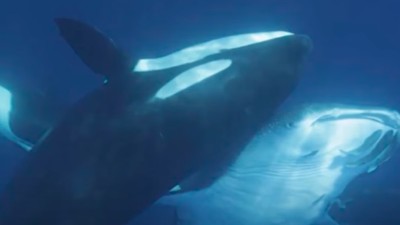 Imagine cu momentul în care o orcă vânează cel mai mare pește din lume. Foto Captură video YouTube