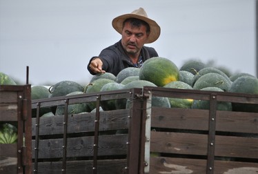 Munca la pepeni începe din iarnă