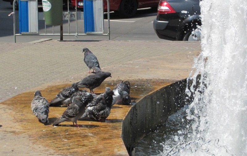 Porumbeii bucureşteni nu mai sunt călători, sunt scăldători! 