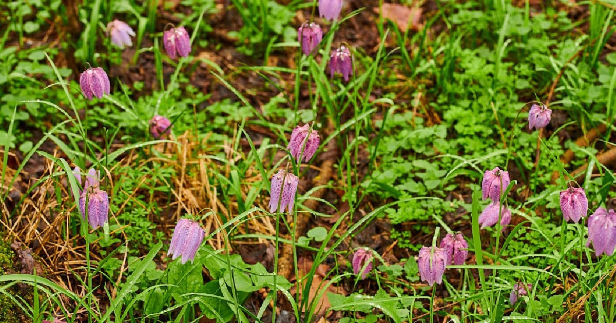 lalele pestrițe, în pădure