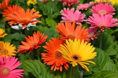 Florile gerbera