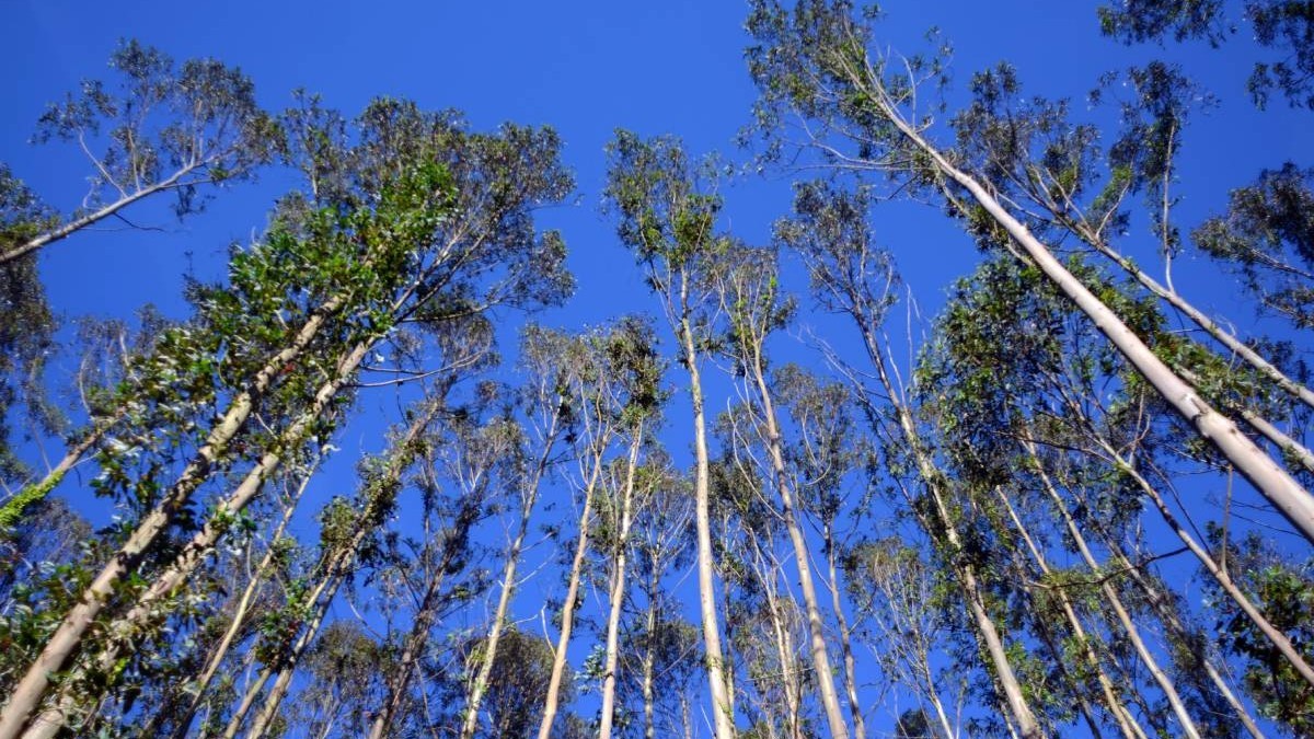 Pădure de eucalipt. Sursă foto: Getty Images