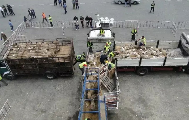 25.350 de oi vii din România au fost descărcate în porturile din Algeria și vor fi toate sacrificate de Eid Al-Adha. Un animal costă sute de euro