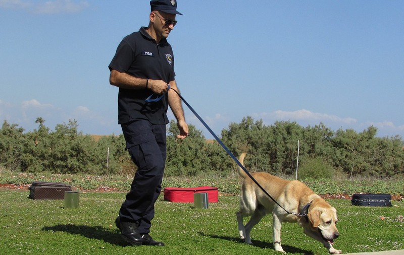 Câini dresaţi să detecteze COVID-19 cu o precizie de peste 90%