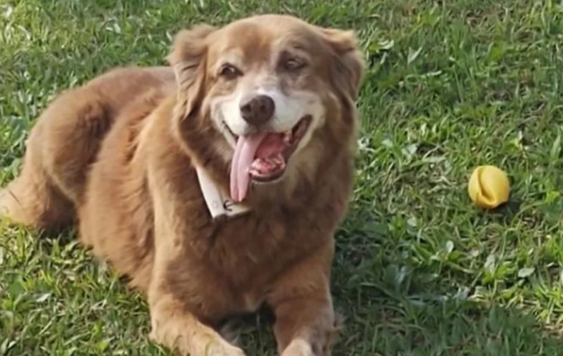 Un câine care a refuzat să plece 10 ani de lângă mormântul stăpânului său a inspirat o lege în Brazilia: „A câștigat inimile tuturor”