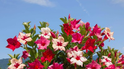 Dipladenia sau mandevilla ingrijire si cultivare