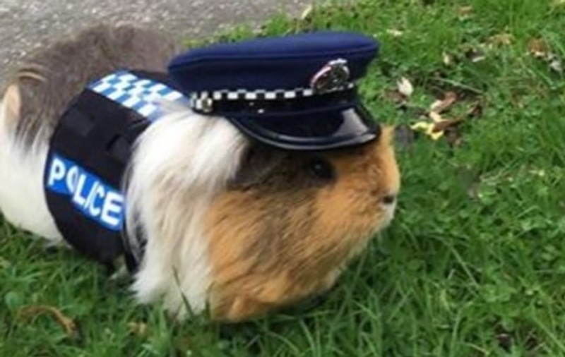 Poliția din Noua Zeelandă a angajat un … porcușor de Guineea