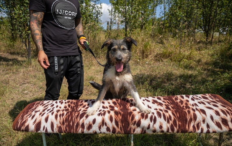 Câini și oameni în terapie la Penitenciarul Jilava. „Pentru animal nu contează ce faptă au, el iubește necondiționat”